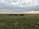 Horses in Eastern Montana