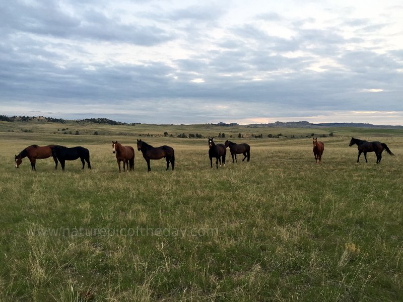 Horses in Montana