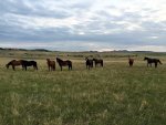 Horses in Montana