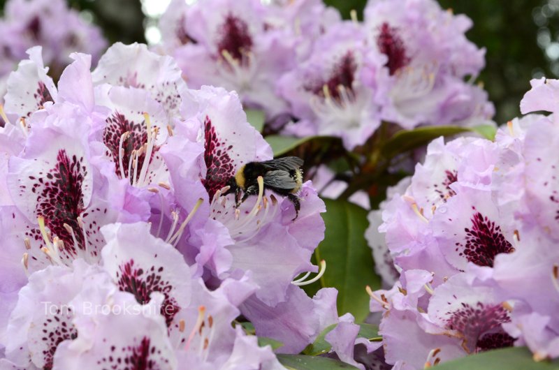 Bumblebee in Bothell, WA