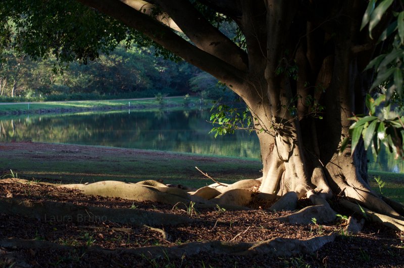 Ancient tree in Brazil