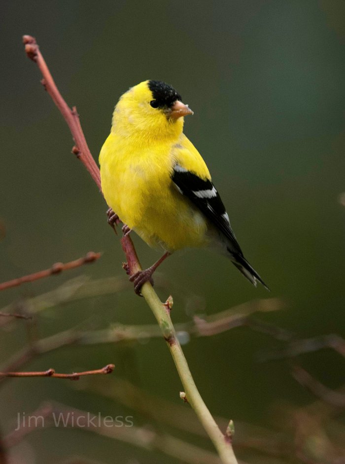 Goldfinch in Lincolnville, Maine