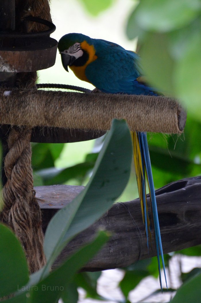 Parrot in Brazil