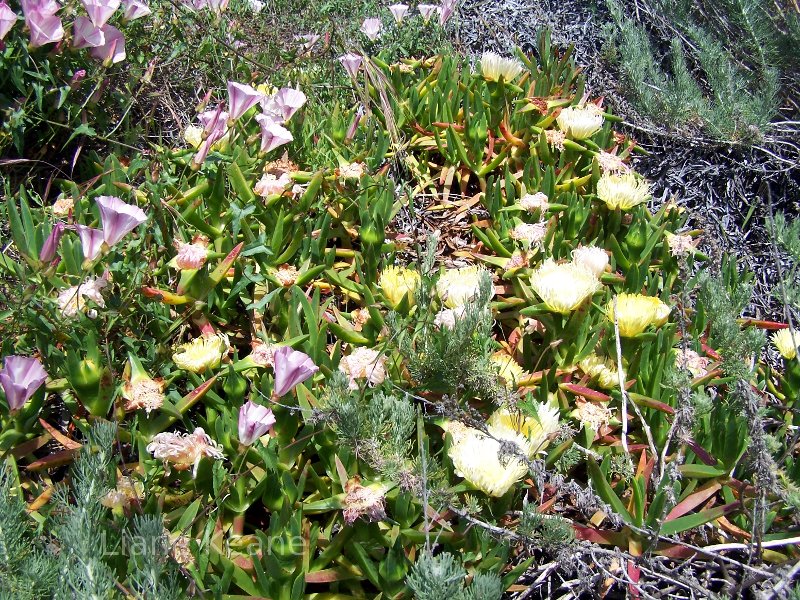 Beach Flowers