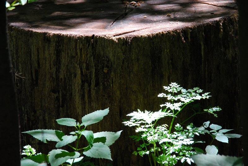 Tree growing out of a stump in Brazil