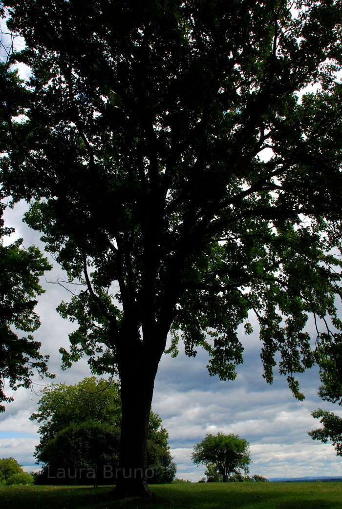 Park in Brazil