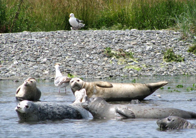 Seals on the Rogue River