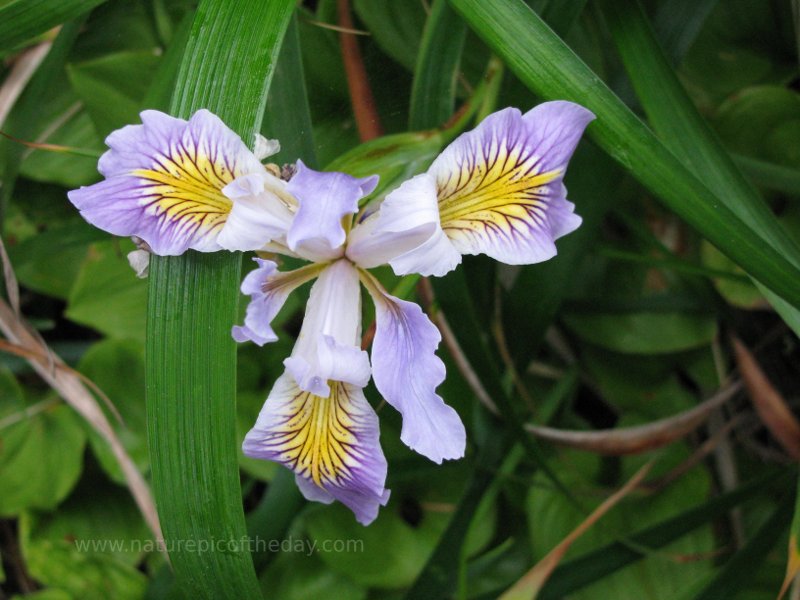 Iris in Oregon