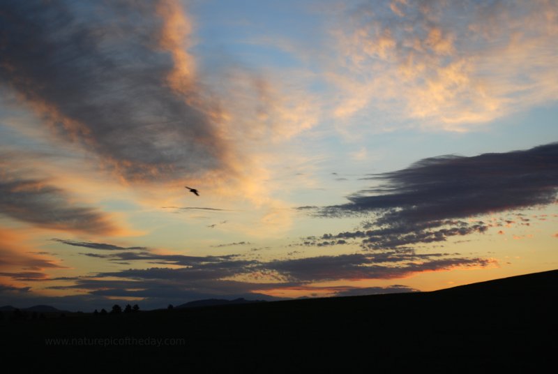 Bird silhouette at dawn