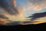 Bird silhouette at dawn