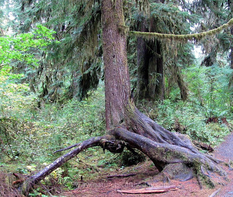 Tree in the Hoh Rainforest