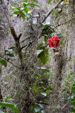 Flower in Moss