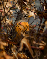 Robin in Lincoln, Nebraska