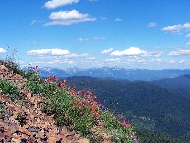 Flowers in the Rocky Mountains