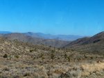 Joshua Trees