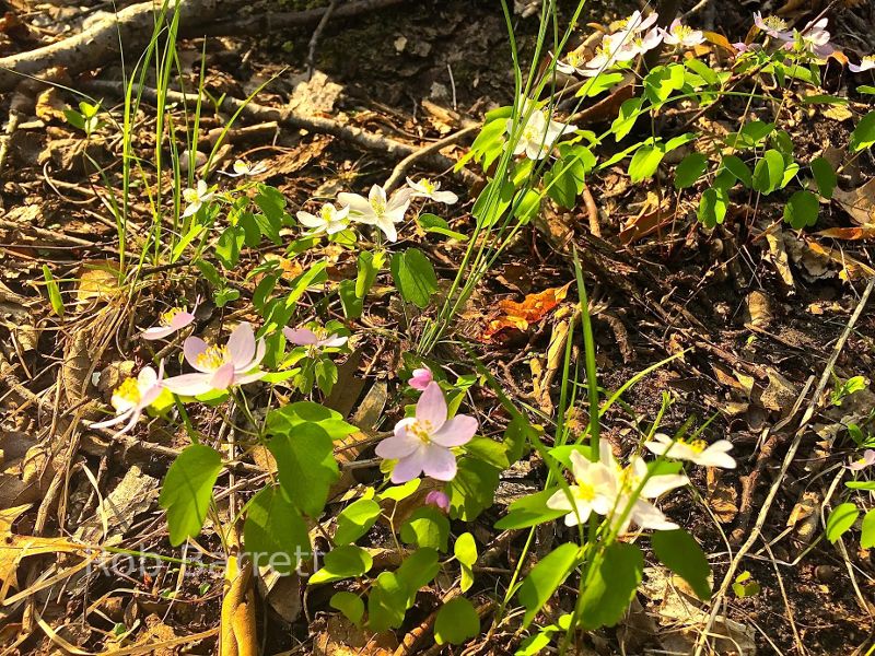 New flowers blooming in Minnesota!