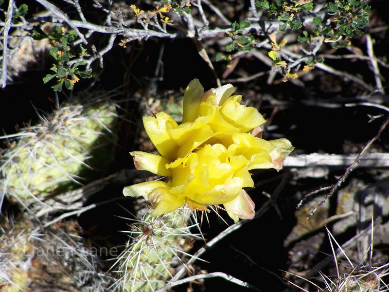 Cactus blooms in Death Valley