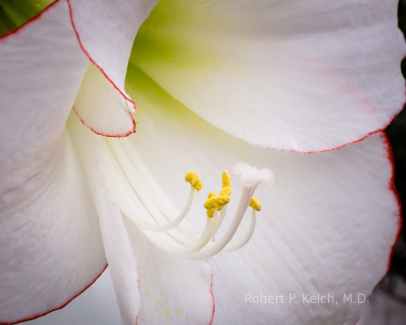 Beautiful Macro of an Amaryllis