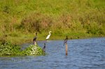 Water fowl in Brazil