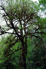 Tree On the Olympic Peninsula