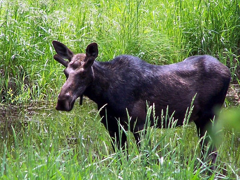 Moose in Montana