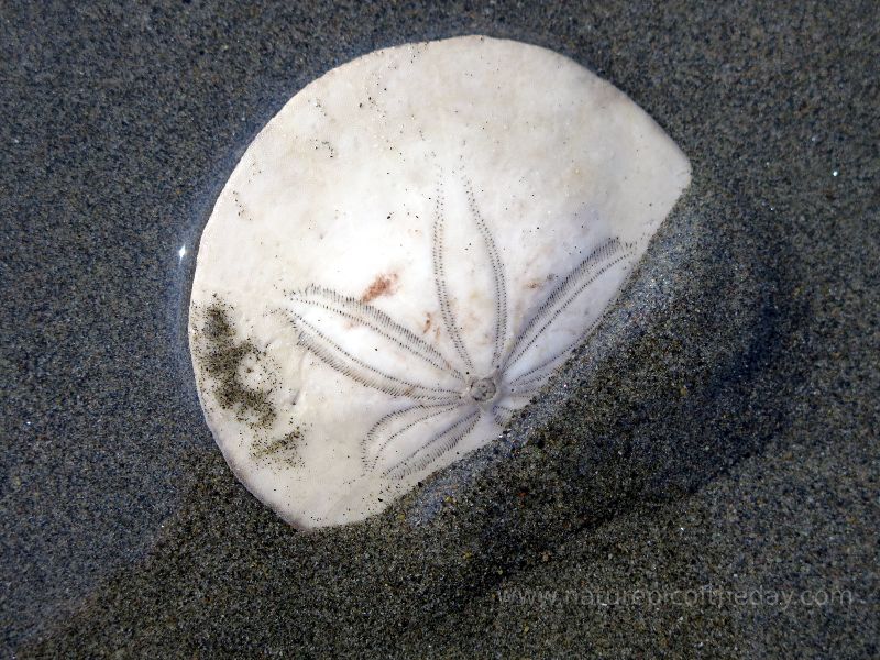 Sand dollar