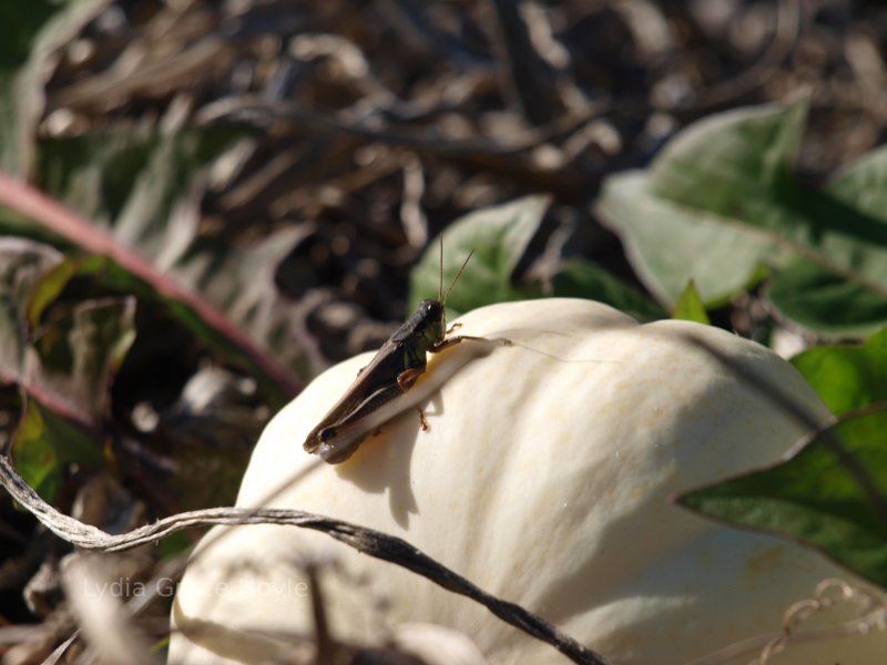 Grasshopper on pumpkin at Seiple Farms in Bath, PA