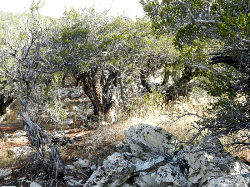 A pigmy forest in Great Basin National Park