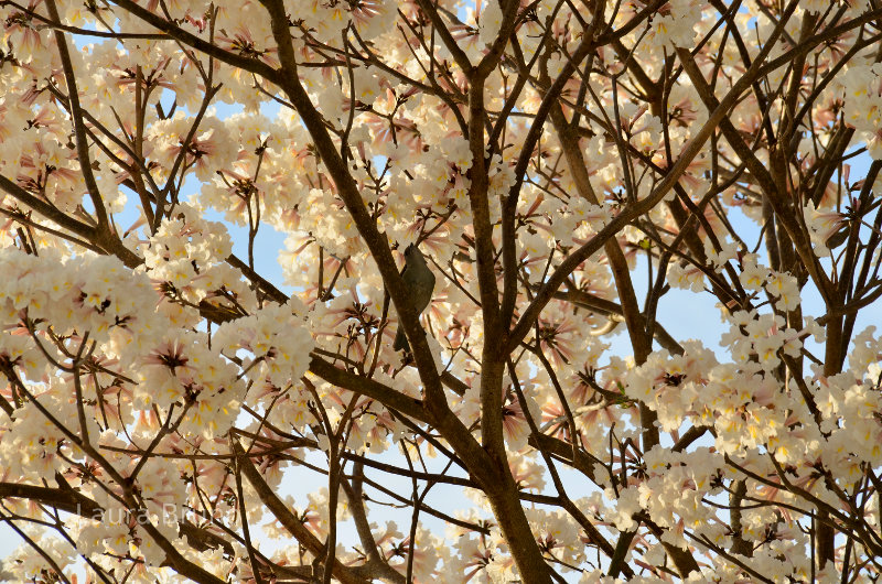 Spring blooms in the southern hemisphere