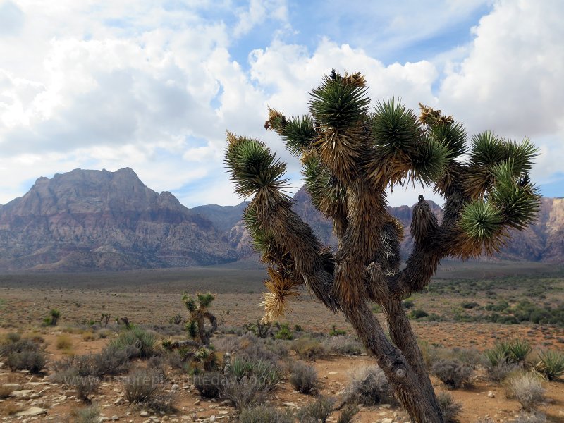 Desert Trees in Red Rock Canyon, Nevada