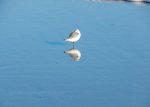 Seagull near Avalon, NJ