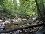 Forested creek bed in Virginia