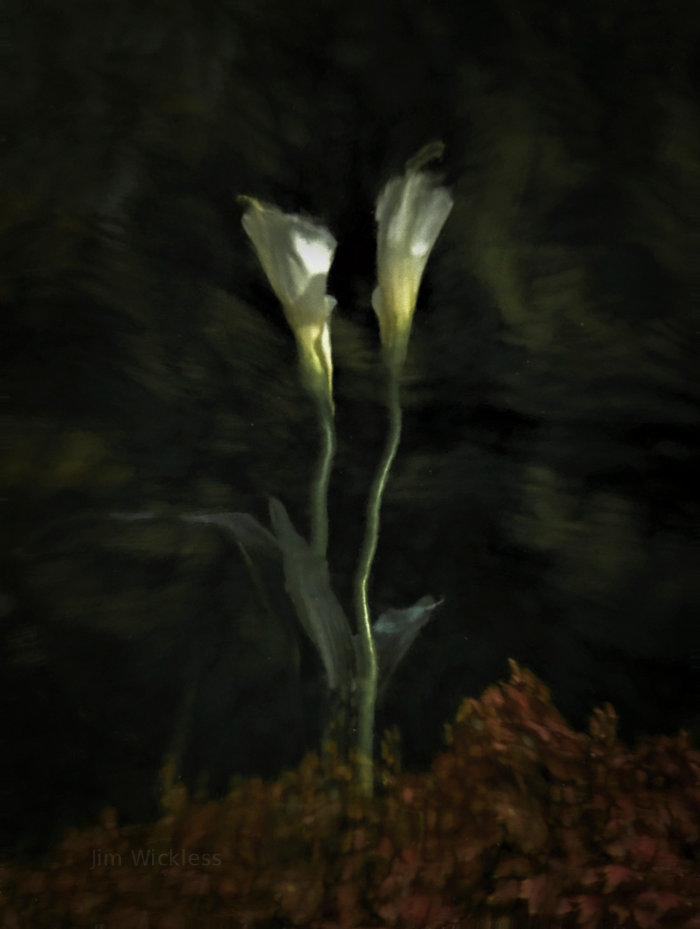 Calla lilies near Lincoln, Nebraska