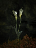 Calla lilies near Lincoln, Nebraska