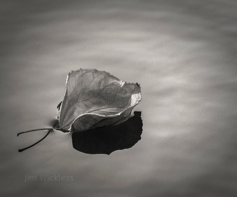 Leaf floating on water