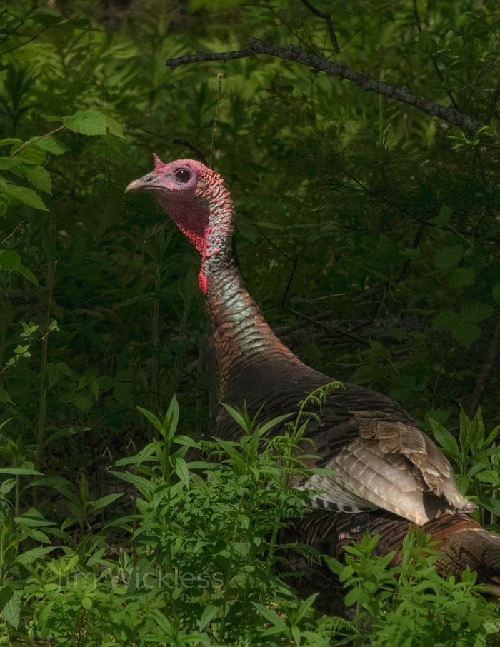 Turkey near Lincolnville, Maine