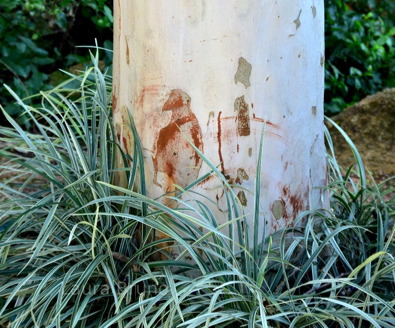 Markings on birch