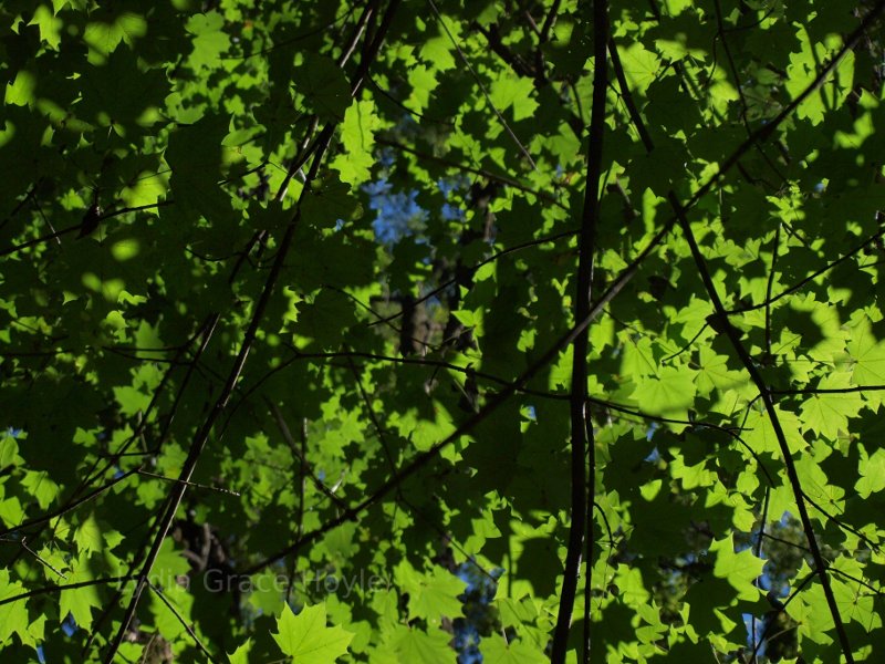 Green leaves