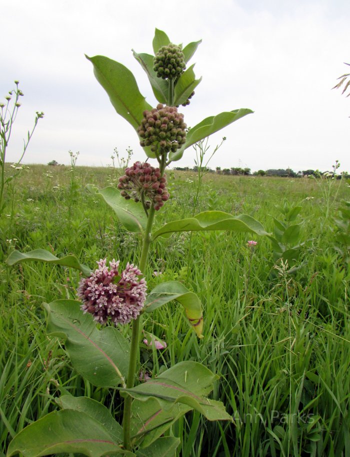 Grass and flowers in Minnesota