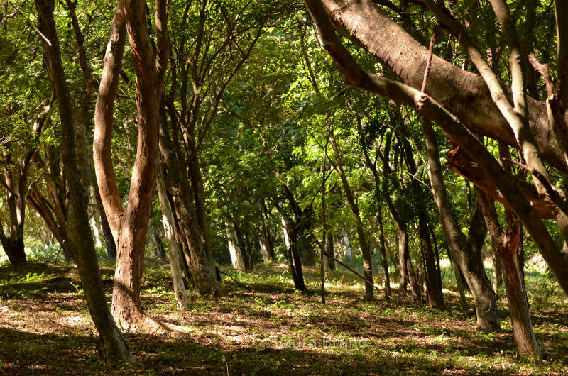 A path through a Brazilian forest