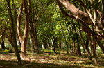 A path through a Brazilian forest