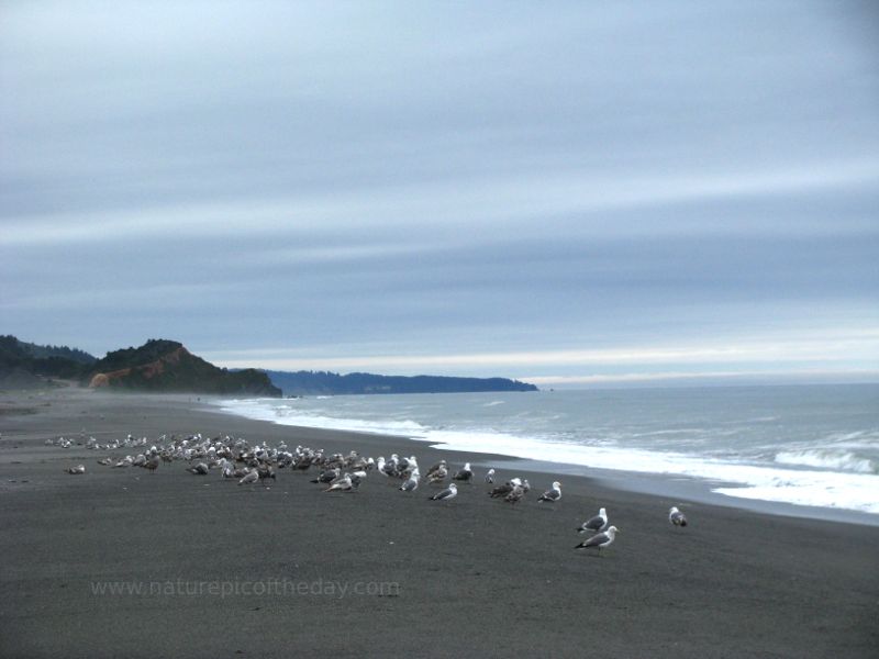 Seagulls on the beach