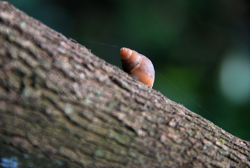 Snail on a Tree