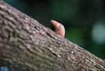Snail on a Tree