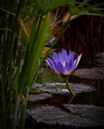 A beautiful water lily grows near Lincoln, Nebraska