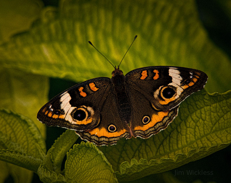 Butterfly posing in Nebraska