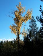 Autumn colors in Montana