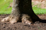 Tree at the root level