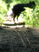 Claw Marks on a log.