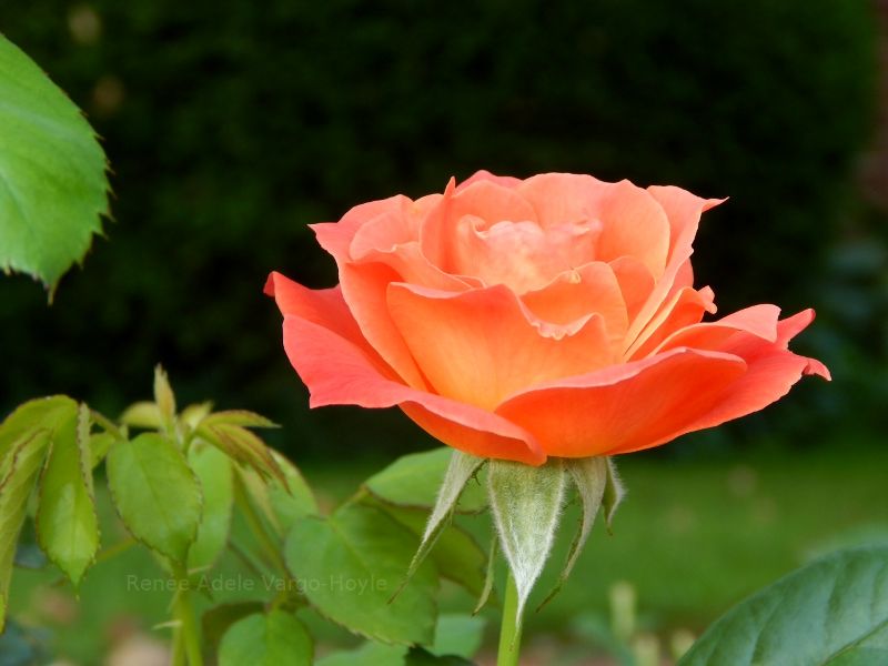 A rose in Nazareth, PA